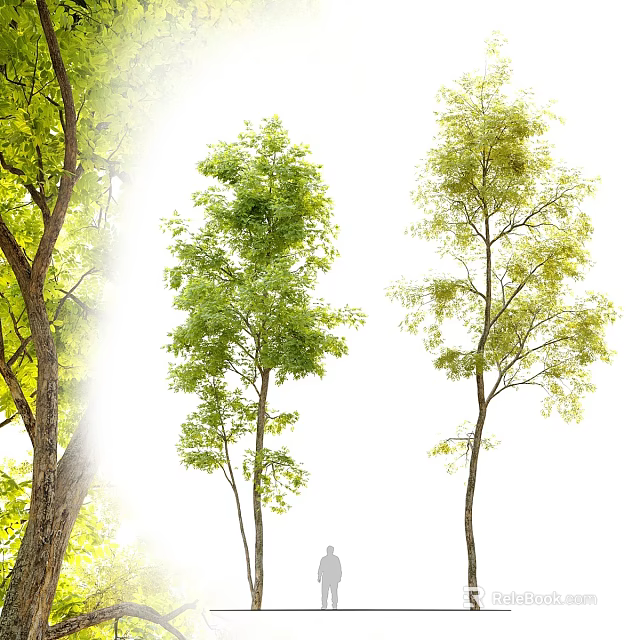 Vibrant Arbor With Fresh Green Leaves And Tall Straight Trunk 3d model 