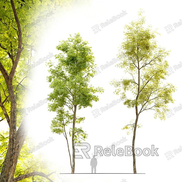 two locust trees model