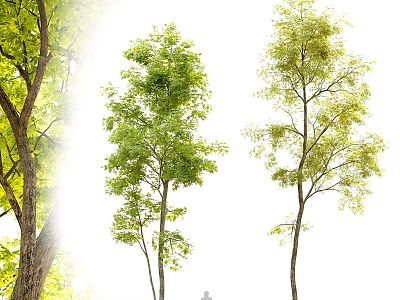 Vibrant Arbor With Fresh Green Leaves And Tall Straight Trunk 3d model