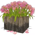 Pink Tulips in Rustic Wooden Container with Green Leaves and Fallen Petals