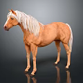 Brown Horse With White Mane And Tail Standing On Dark Background 3d model