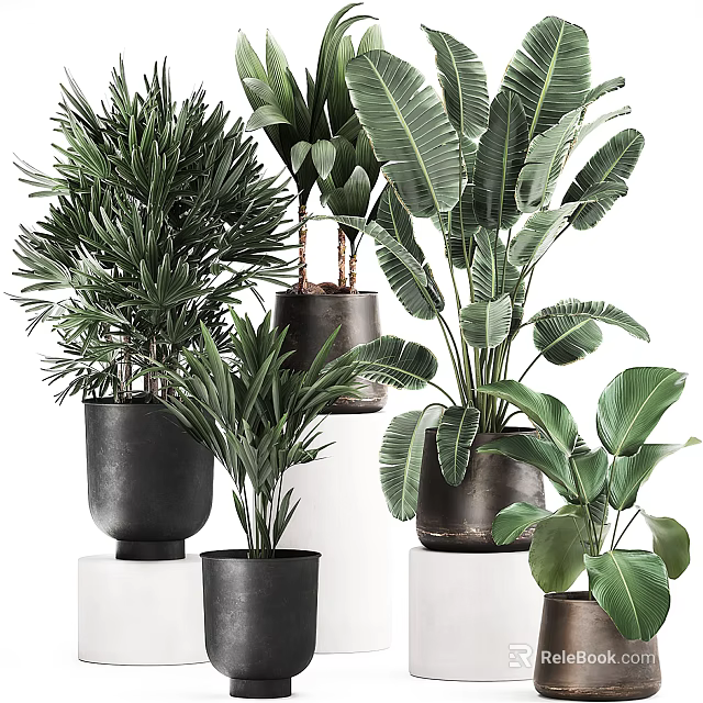 Stylish Indoor Potted Plants for Home Decor with Large Green Leaves and Modern Ceramic Pots 3d model 
