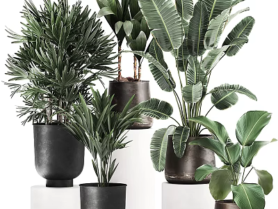 Stylish Indoor Potted Plants for Home Decor with Large Green Leaves and Modern Ceramic Pots 3d model