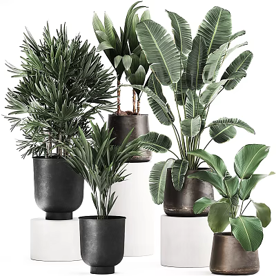 Stylish Indoor Potted Plants for Home Decor with Large Green Leaves and Modern Ceramic Pots 3d model
