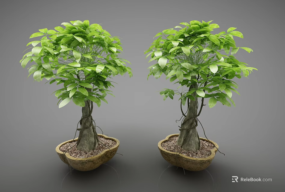 Two Bonsai Plants Featuring Green Lush Leaves Thick Trunk And Brown Pot With Small Stones 3d model 