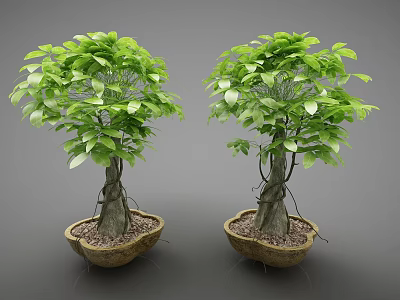 Two Bonsai Plants Featuring Green Lush Leaves Thick Trunk And Brown Pot With Small Stones 3d model