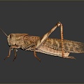 grasshopper insect cartoon locust animation locust anime locust anime game character 3d model