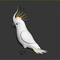 White Cockatoo with Bright Yellow Crest Standing on Dark Black Background