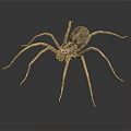 Close Up View Of Spider With Long Thin Legs And Patterned Body On Gray Background