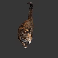 Brown And White Tabby Cat In Standing Pose With Gray Background