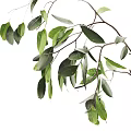 Bonsai Plants In Stone And White Ceramic Pots With Green Leaves And Branches