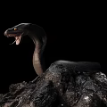 Reptile Snake With Open Mouth On Rock Against Black Background