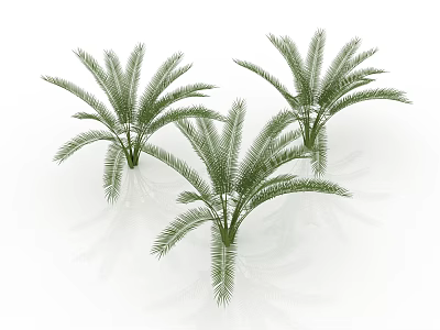 Three Green Shrubs with Feathery Leaves Ideal for Modern Garden Landscaping 3d model