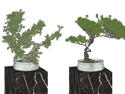 Shaped Bonsai Plants With Green Foliage In Ceramic Pots On Black Marble Pedestals 3d model