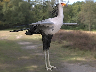 Snake Vulture Secretary Bird Marching Eagle Egret Eagle Snake Vulture Griffin Bird Archer Bird Animal model