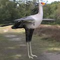 Secretary Bird Spreading Its Wings In A Natural Landscape