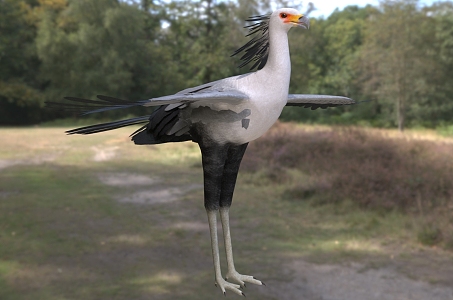 Snake Vulture Secretary Bird Marching Eagle Egret Eagle Snake Vulture Griffin Bird Archer Bird Animal 3d model