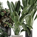 Assorted Indoor Bonsai and Potted Plants Featuring Large Leaves Colorful Foliage and Various Pots