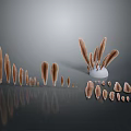 Brown Bird Feathers of Various Sizes Arranged with Reflections on Grey Background