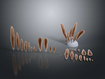 Brown Bird Feathers of Various Sizes Arranged with Reflections on Grey Background 3d model