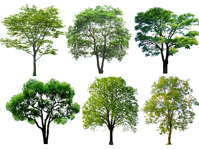 Different Types Of Arbor Trees With Various Green Foliage And Natural Shapes 3d model