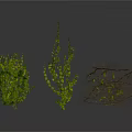 Three Different Types of Green Leafy Plants on White Background with Reflections