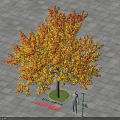 Vibrant Autumn Broadleaf Tree With Orange Red Yellow Leaves On Paved Square Ground