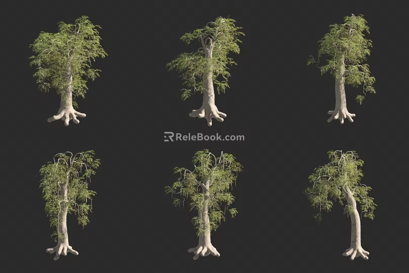 Elephant-legged Moringa Tree 3d model