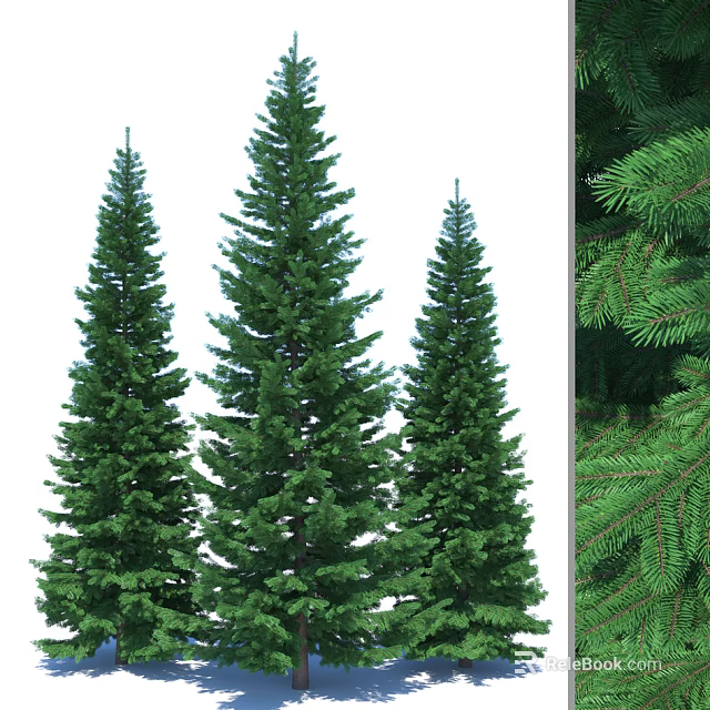 Tall Arbor Trees With Dense Green Foliage And Evergreen Pine Like Appearance 3d model 