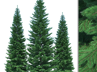 Tall Arbor Trees With Dense Green Foliage And Evergreen Pine Like Appearance 3d model