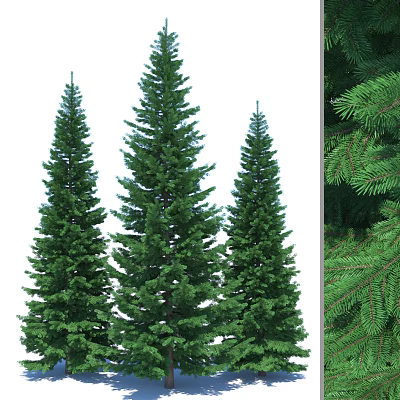 spruce 3d model