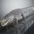 Detailed Crocodile Model With Realistic Texture And Pose On Gray Background 3d model