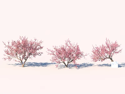Three Trees With Pink Blossoms Standing On White Background With Ground Shadows 3d model