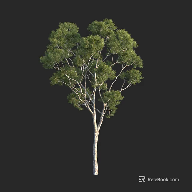 Tall Arbor With Lush Green Foliage And White Trunk Isolated On Black 3d model 