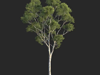 Tall Arbor With Lush Green Foliage And White Trunk Isolated On Black 3d model