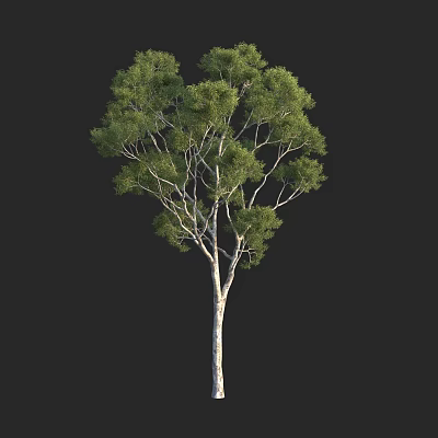 Tall Arbor With Lush Green Foliage And White Trunk Isolated On Black 3d model