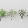 Various Trees With Green Foliage And Different Heights On White Background 3d model