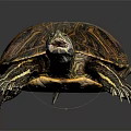 Turtle with patterned shell and red eyes open mouth on black background with reflection