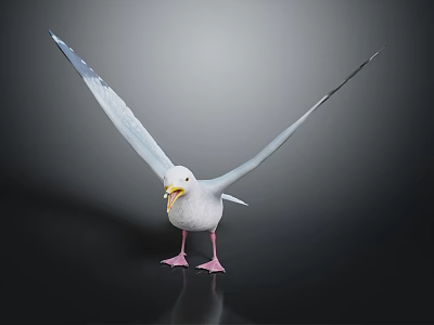 Seagull Spread Wings Holding Food In Beak Standing On Black Surface Against Gradient Gray Background 3d model
