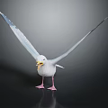 Seagull Spread Wings Holding Food In Beak Standing On Black Surface Against Gradient Gray Background