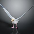 Modern seagull tooth color seagull carrier pigeon food pigeon 3d model