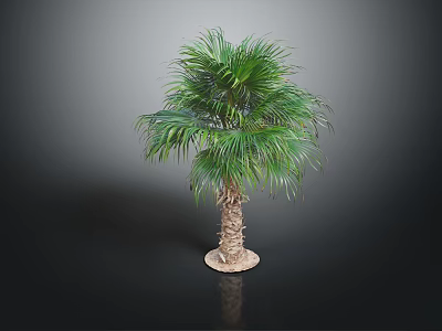 Lush Green Palm Tree With Long Fronds And Brown Trunk In Dark Background 3d model
