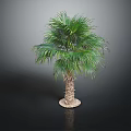 Lush Green Palm Tree With Long Fronds And Brown Trunk In Dark Background