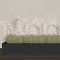 Bonsai Potted Plant In Gray Rectangular Planter With Dried Grasses Light Wall And Wooden Floor