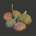 Organic Multiple Sprouting Potatoes With Fresh Sprouts And Natural Brown Skin