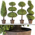 Green Bonsai Potted Plants With Various Shaped Designs In Brown Clay Pots