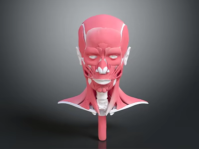 3D Human Head and Neck Muscle Anatomy Model Showing Detailed Anatomical Structure 3d model