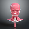 3D Human Head and Neck Muscle Anatomy Model Showing Detailed Anatomical Structure