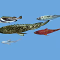 Colorful Aquatic Animals Including Spotted Striped And Red Fish In Blue Water
