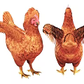 Brown Chicken Front And Back View With Spread Wings And Feathers